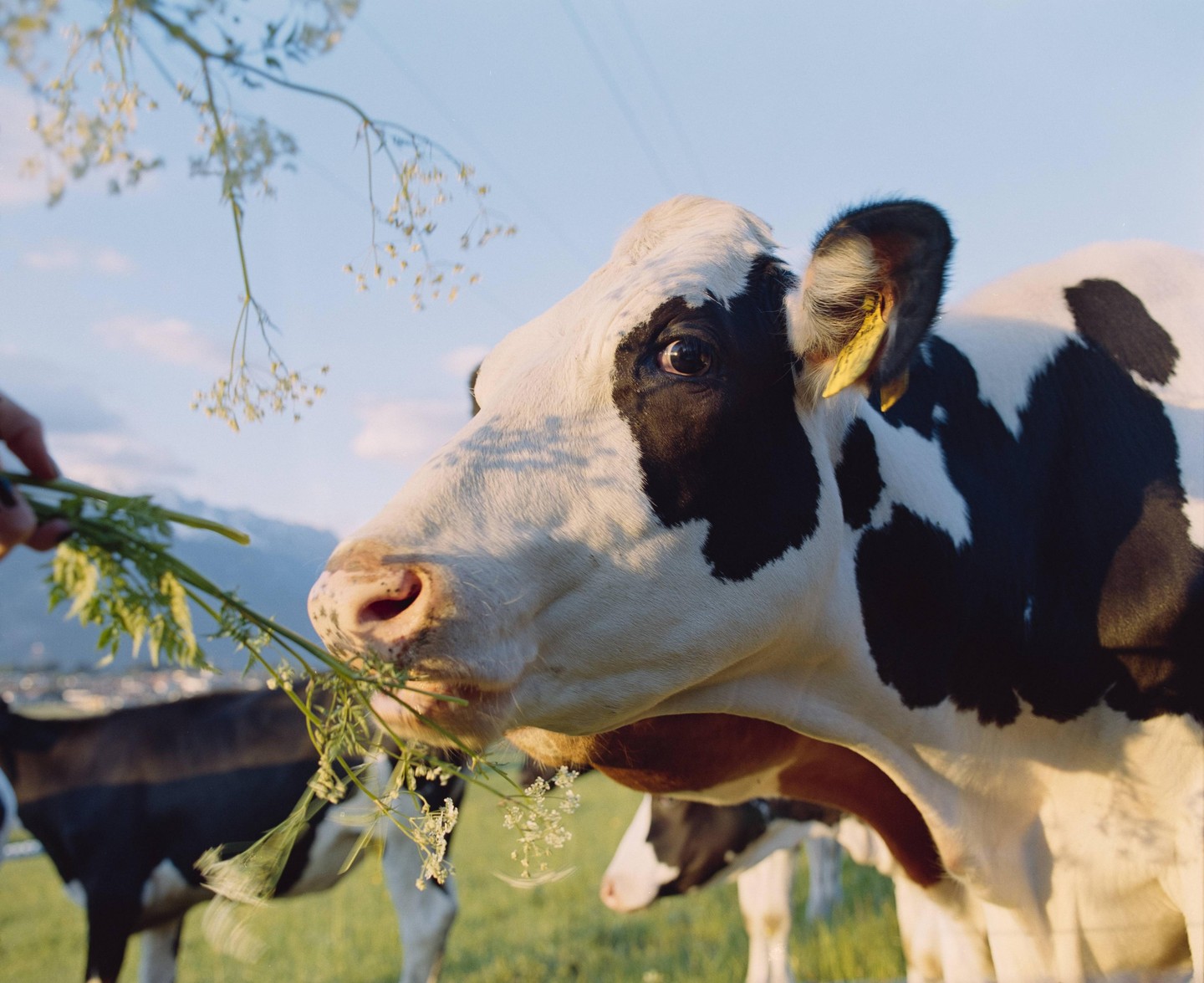 A person feeds a cow in a field with mountains in the background.