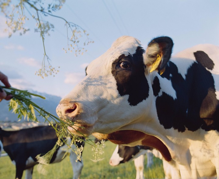 A person feeds a cow in a field with mountains in the background.