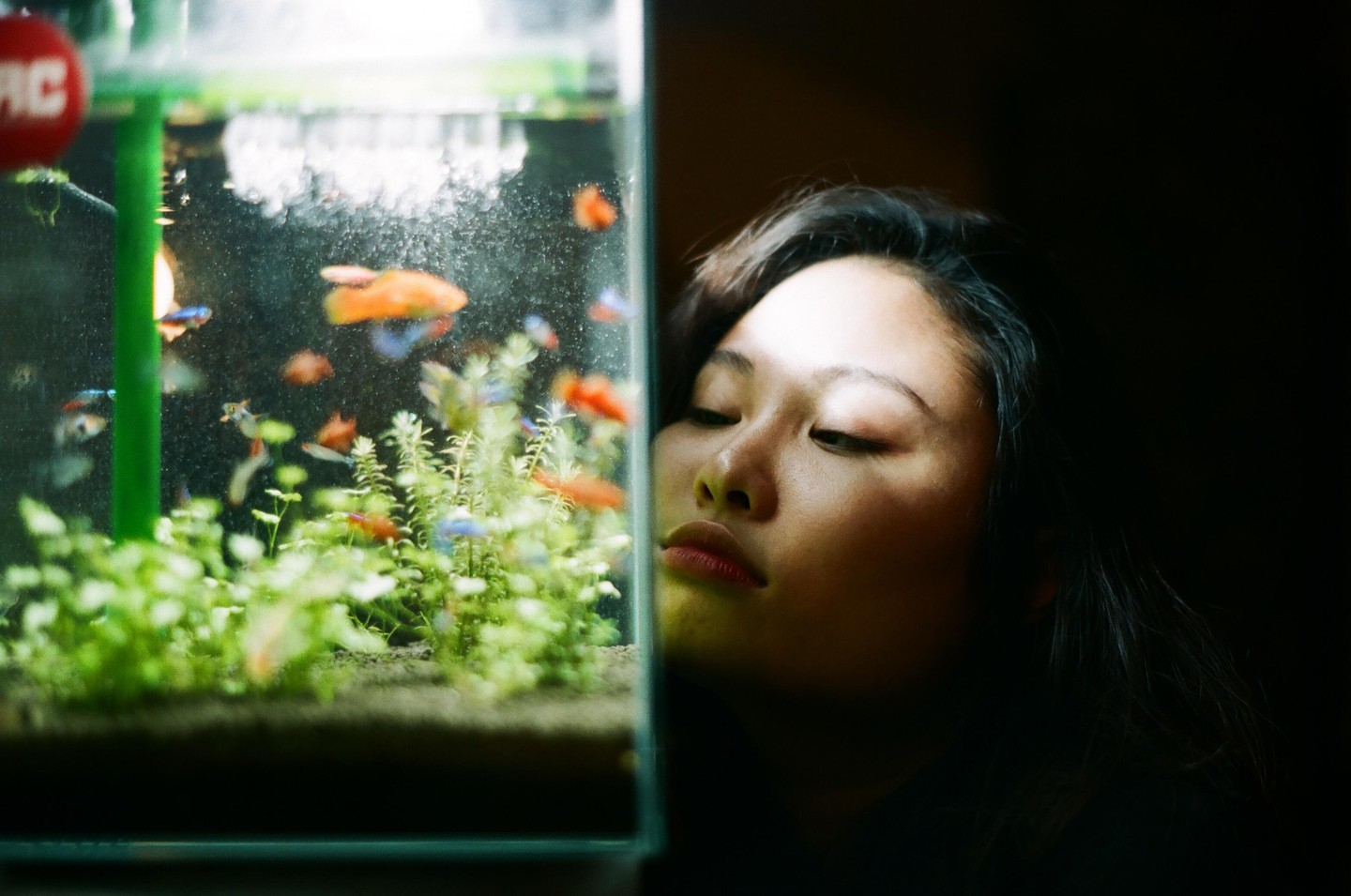 A woman looks at a fish tank with small fish and aquatic plants.