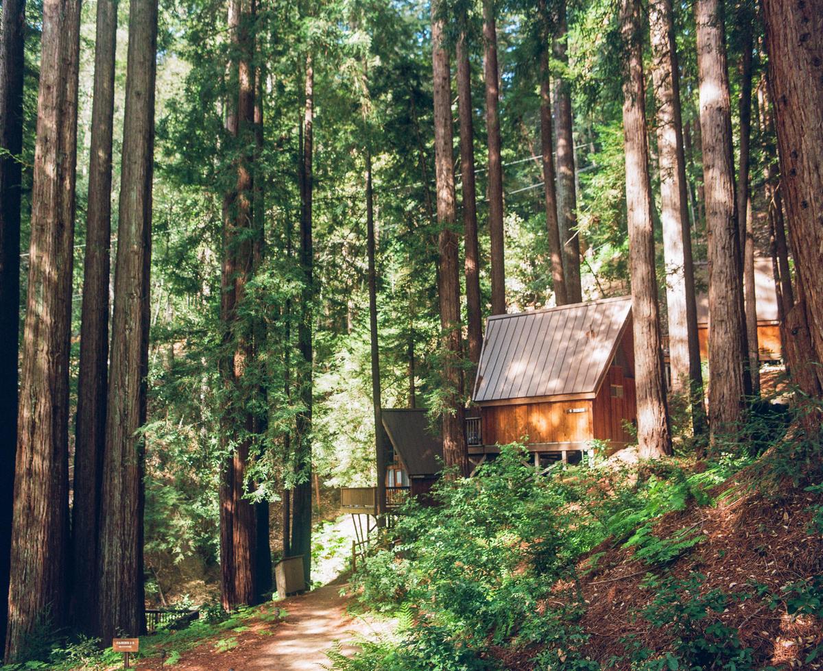 A small wooden cabin with a metal roof is nestled among tall redwood trees on a sunny day.