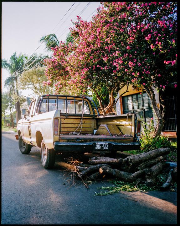 A yellow pickup truck is parked on a street next to a blooming pink tree with cut logs on the ground.