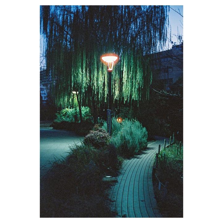 A street light illuminates a weeping willow tree and a curved path at night.