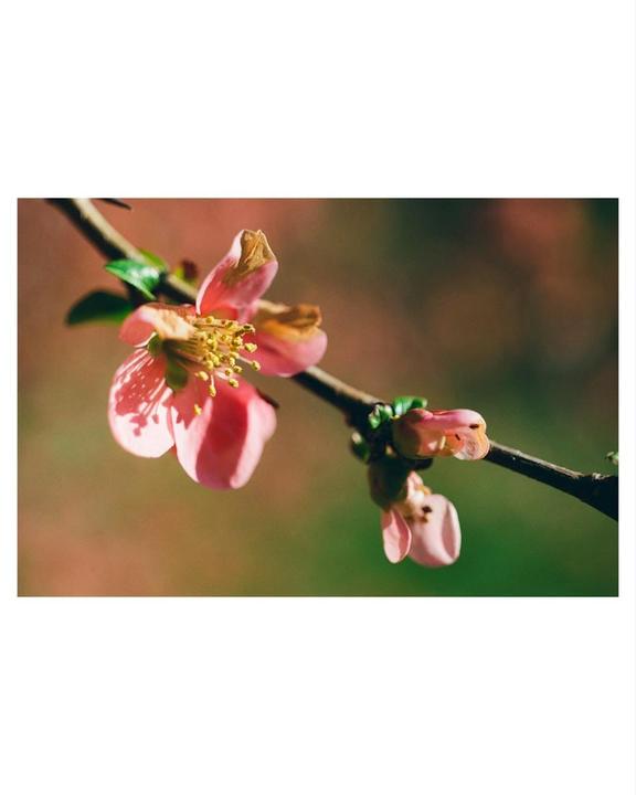 A branch with pink blossoms and buds is shown against a soft, out-of-focus background.