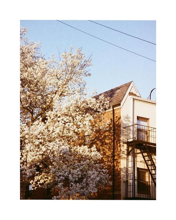 A flowering tree stands next to a brick building with a fire escape under a clear sky.