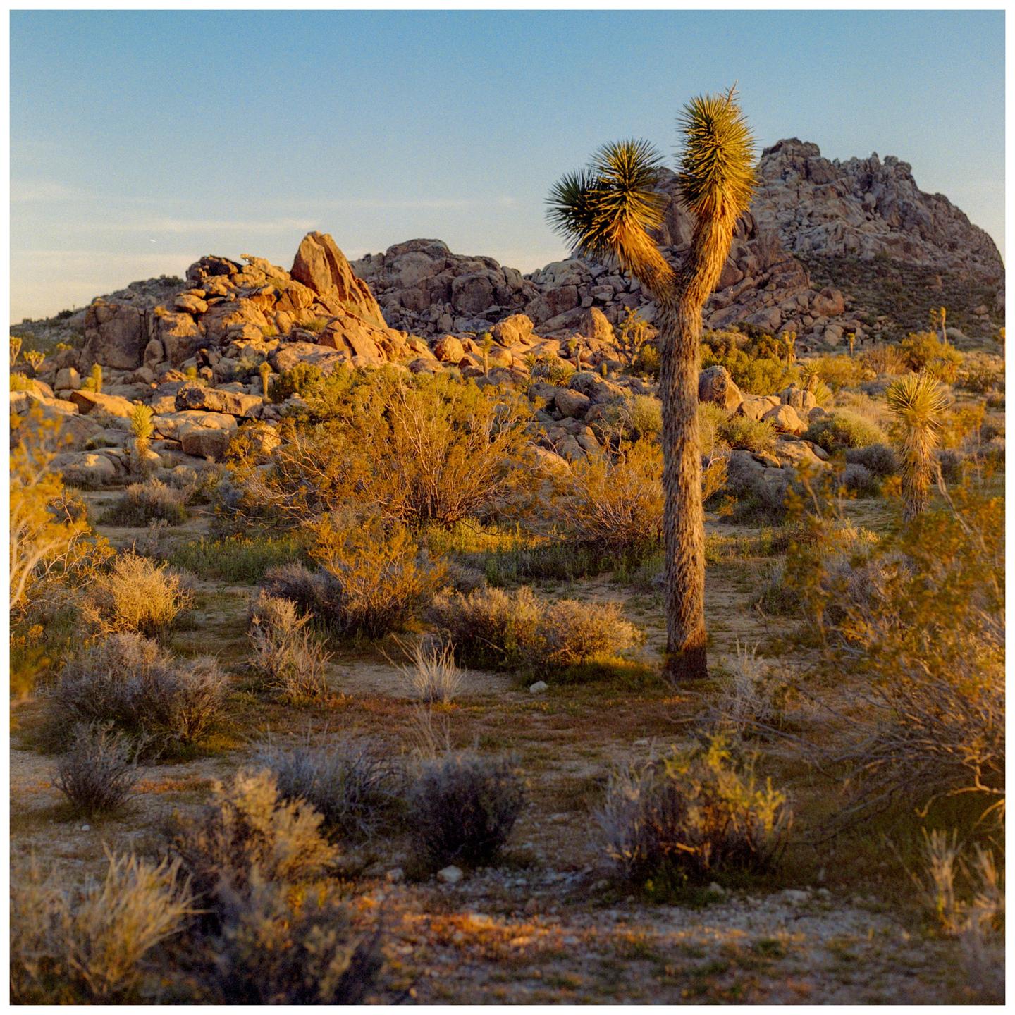 A Joshua tree stands tall in a desert landscape with rocky hills in the background during golden hour.