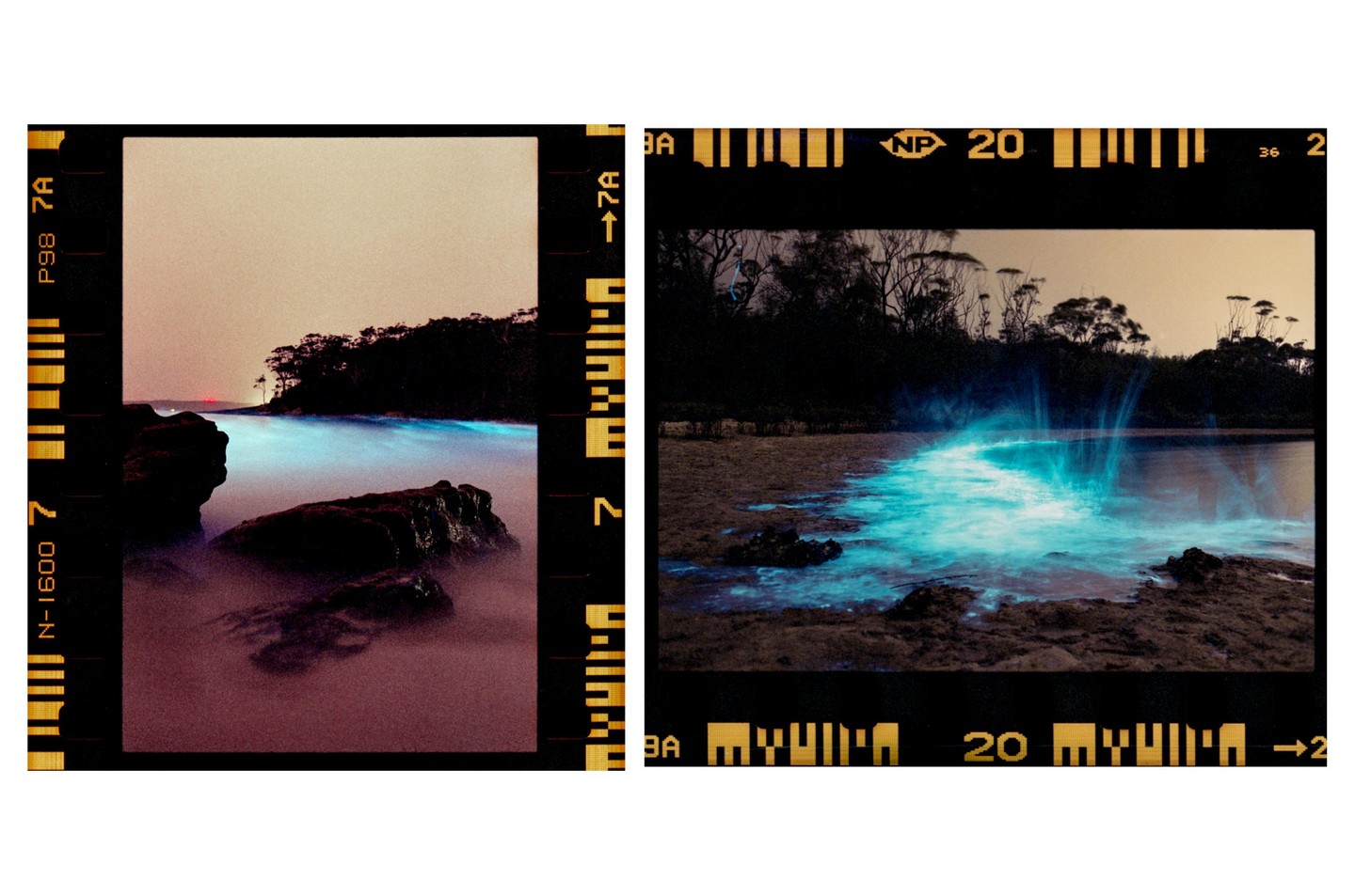Two images show bioluminescent water glowing blue along a rocky shore with dark trees in the background.