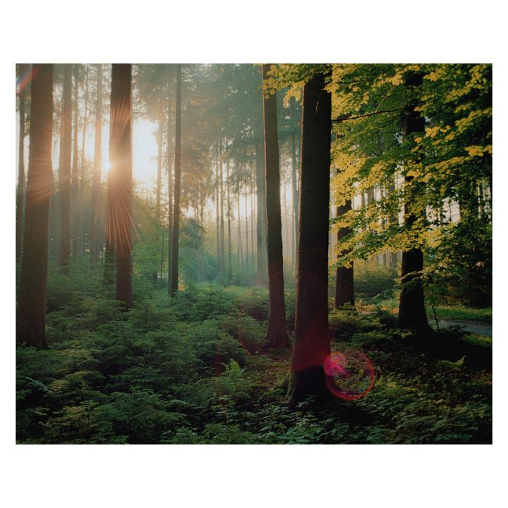Sunlight streams through a dense forest with tall trees and lush undergrowth.