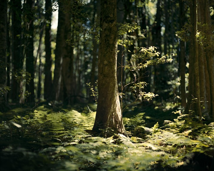 Sunlight illuminates the forest floor covered in ferns and the trunk of a tree.