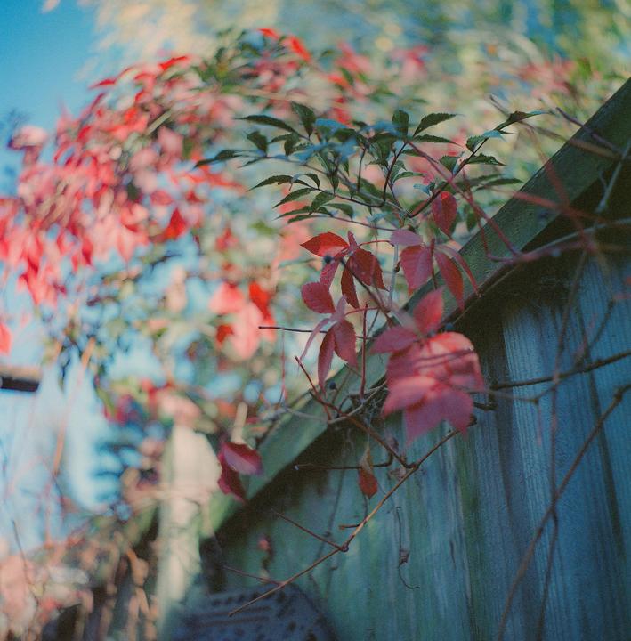 Red and green leaves are growing on a wooden fence.