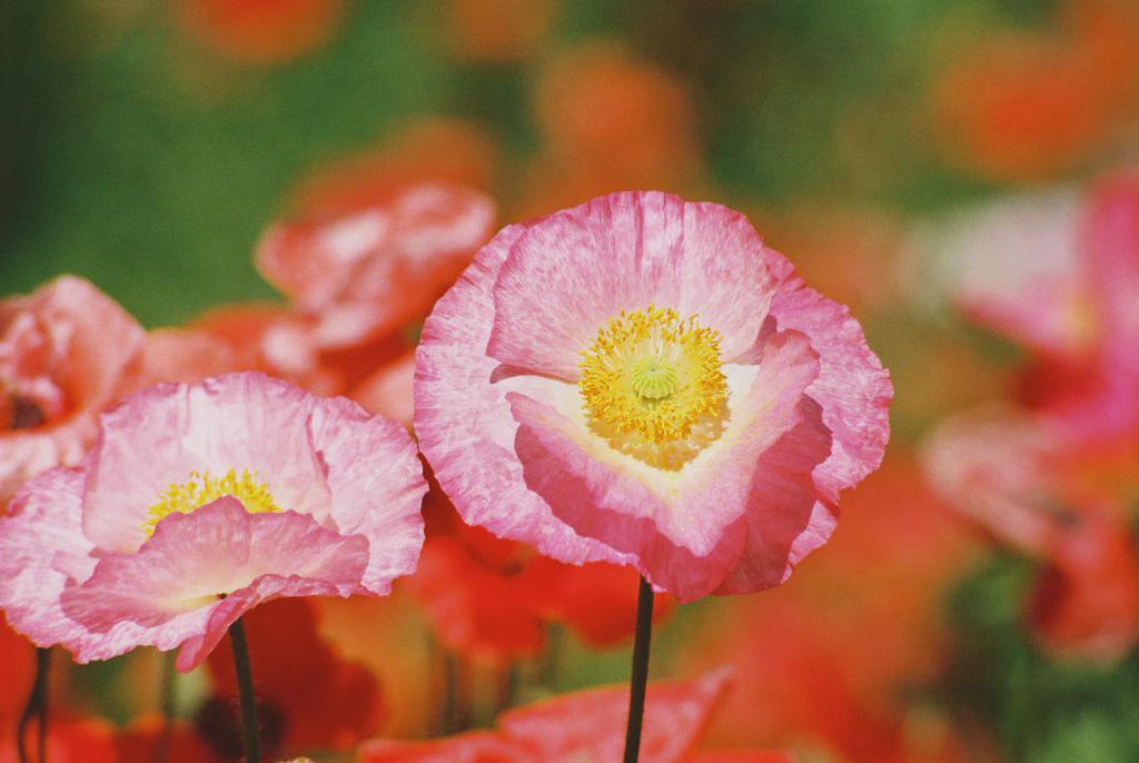 A close-up shot shows several pink poppies with yellow centers against a blurred background of more flowers and green foliage.