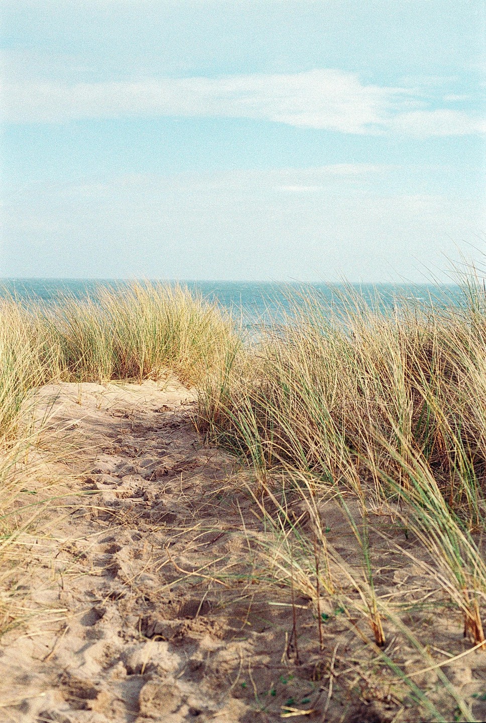 A sandy path leads through dunes covered in tall grass towards the ocean under a clear sky.
