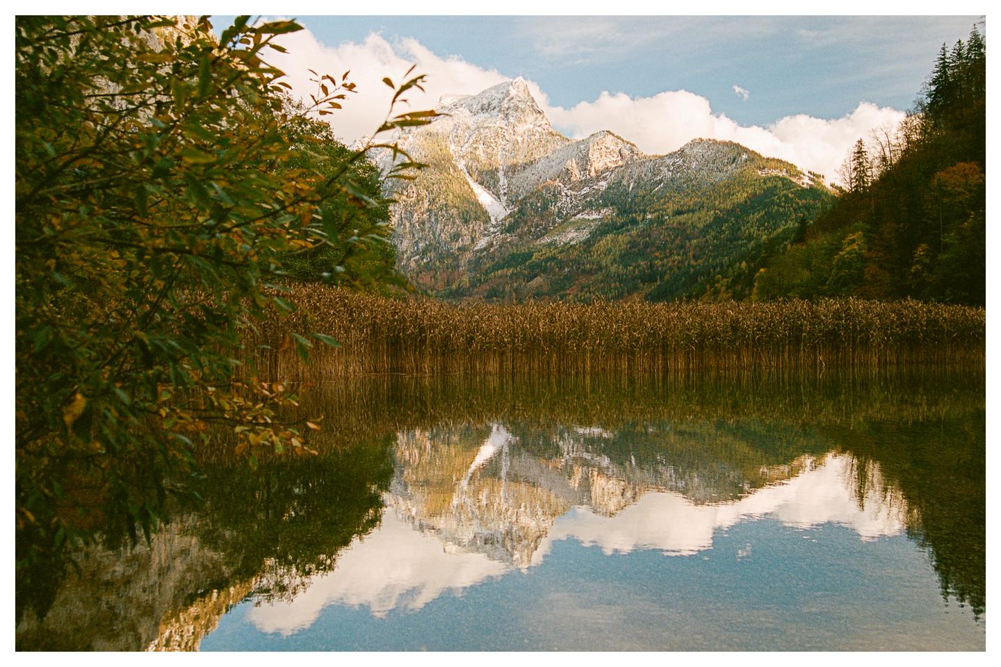 A snow-capped mountain reflects in a lake surrounded by tall reeds and trees.