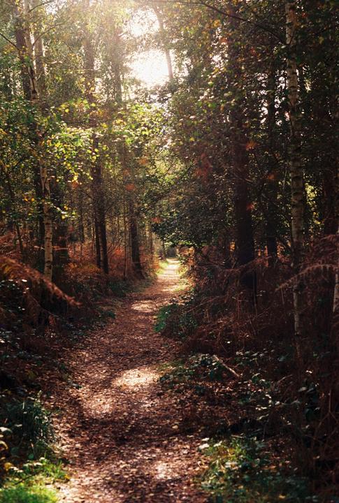 A sun-drenched path winds through a forest with autumn foliage.