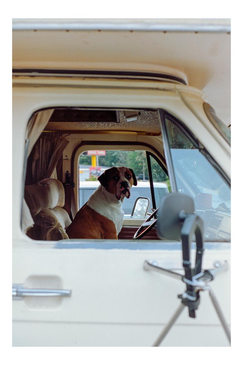 A dog sits in the driver's seat of a camper van.