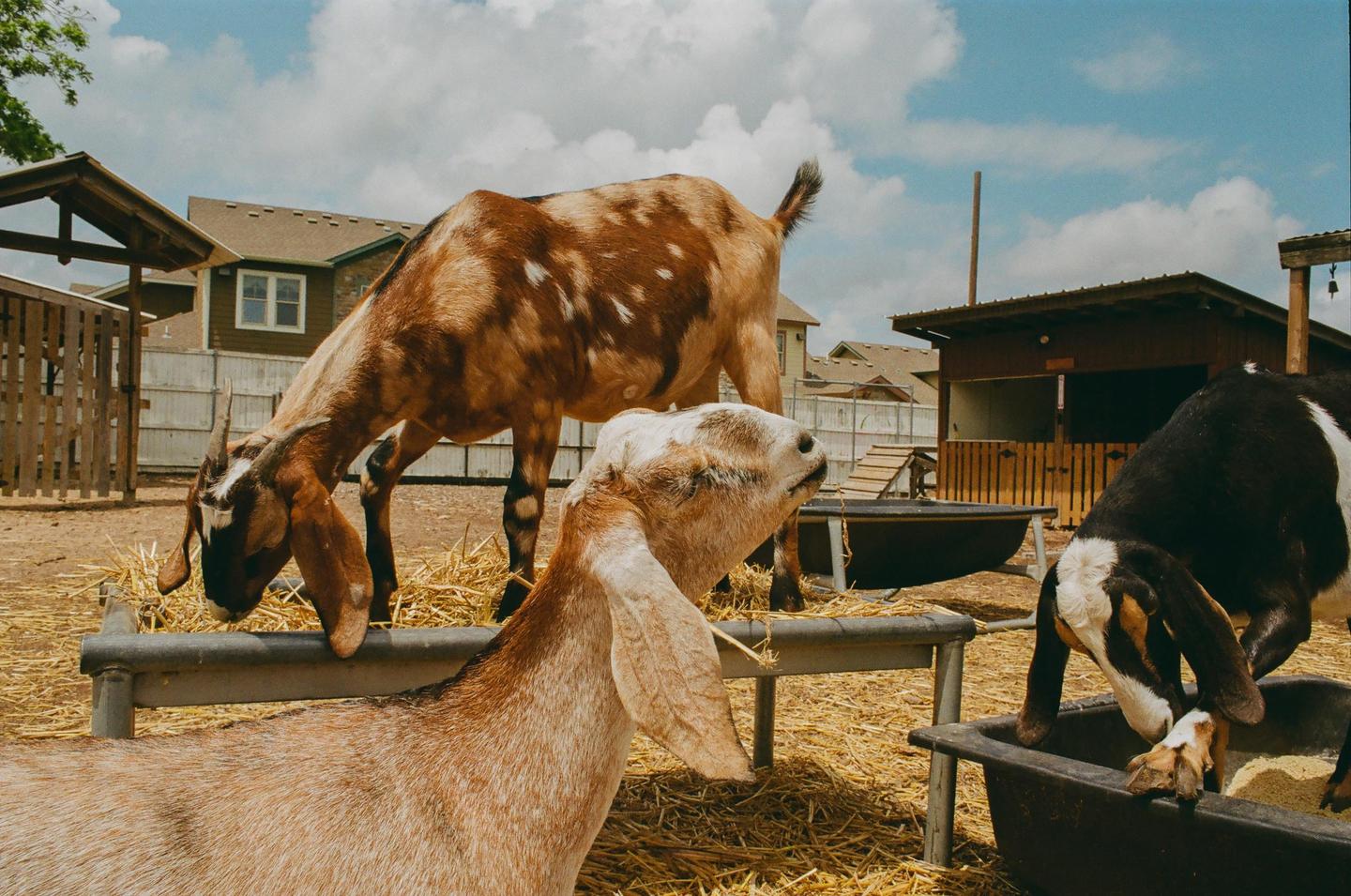 Three goats are eating hay and feed in a pen with buildings and a fence in the background.