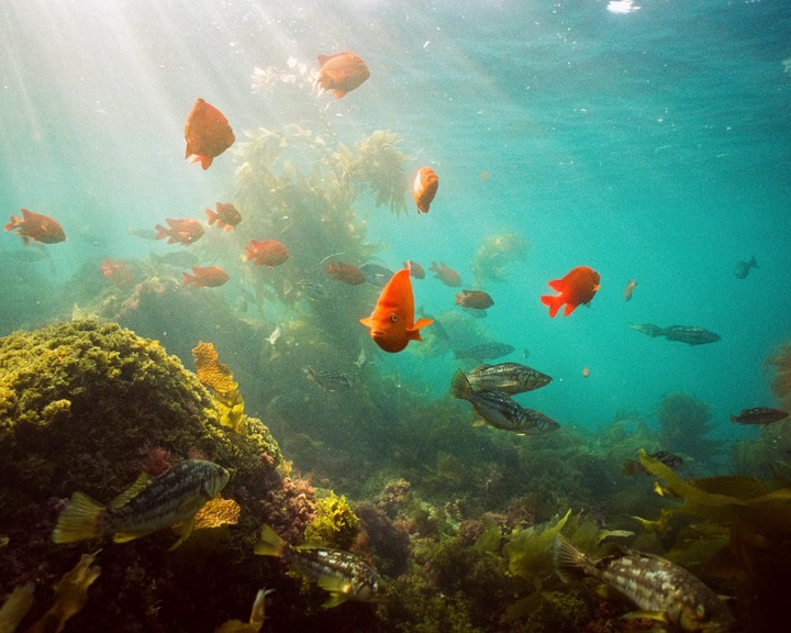 Orange and brown fish swim among coral and kelp underwater with sun rays shining through the water.