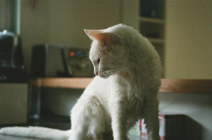 A white cat sits on a surface, looking down and to the left.