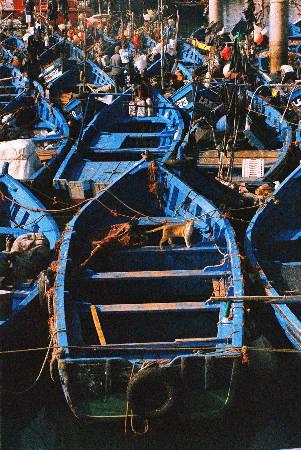 A ginger cat stands in one of many blue fishing boats docked in a harbor.