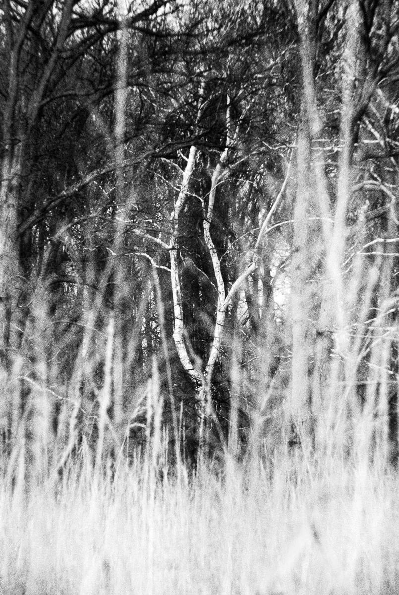 Tall grass in the foreground obscures a forest of trees with one prominent light-colored tree trunk.