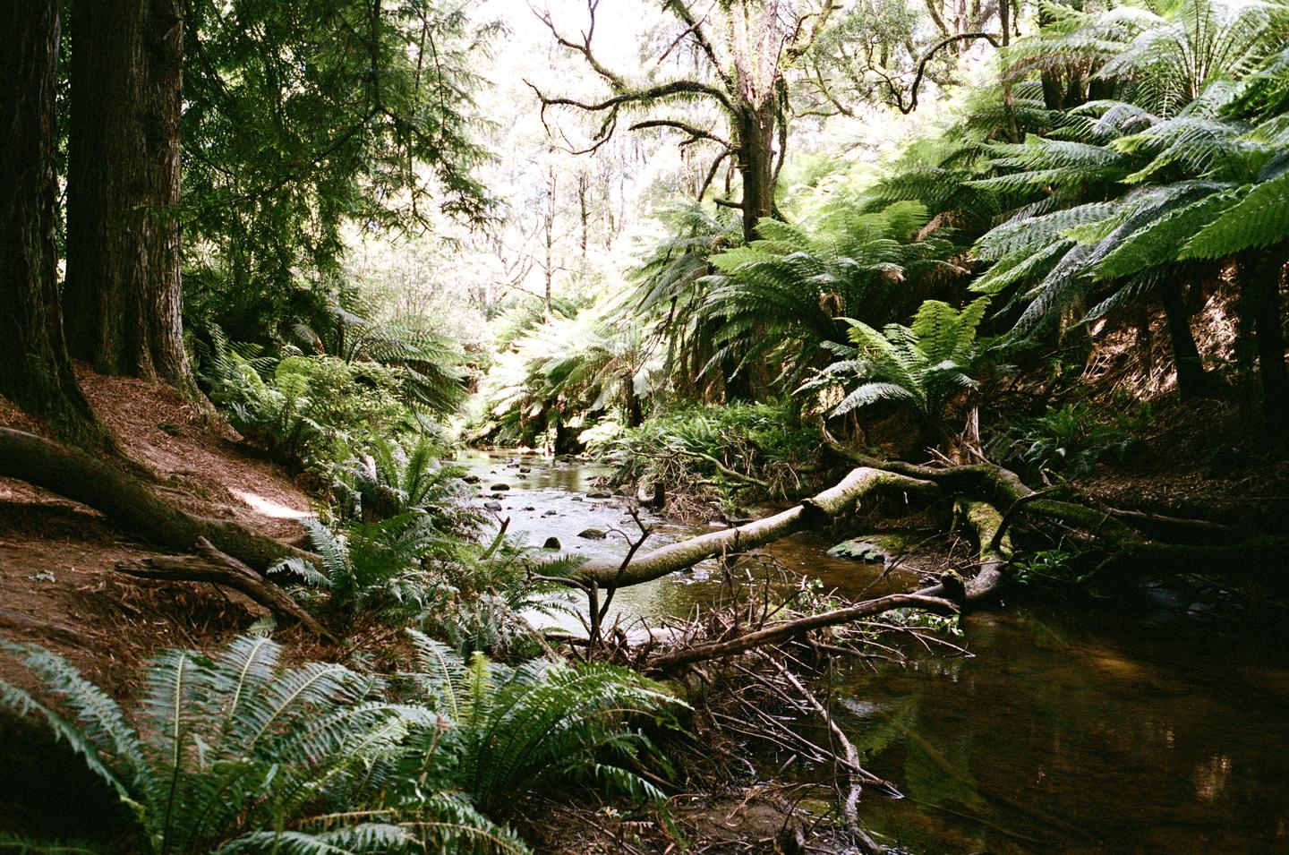 A small stream flows through a lush forest with ferns and tall trees.
