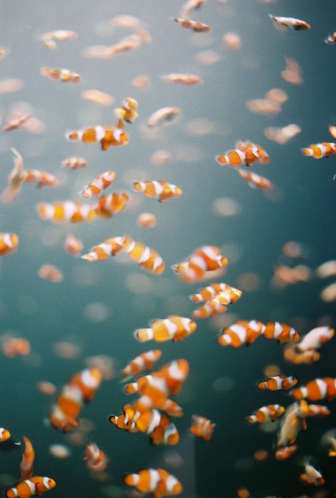 Many clownfish swim in an aquarium.