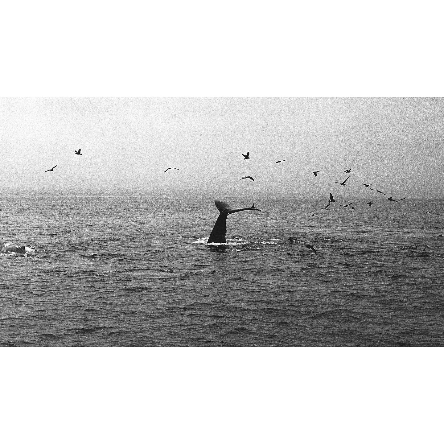 A whale's tail is visible above the water, surrounded by flying birds.