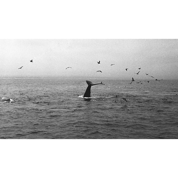 A whale's tail is visible above the water, surrounded by flying birds.