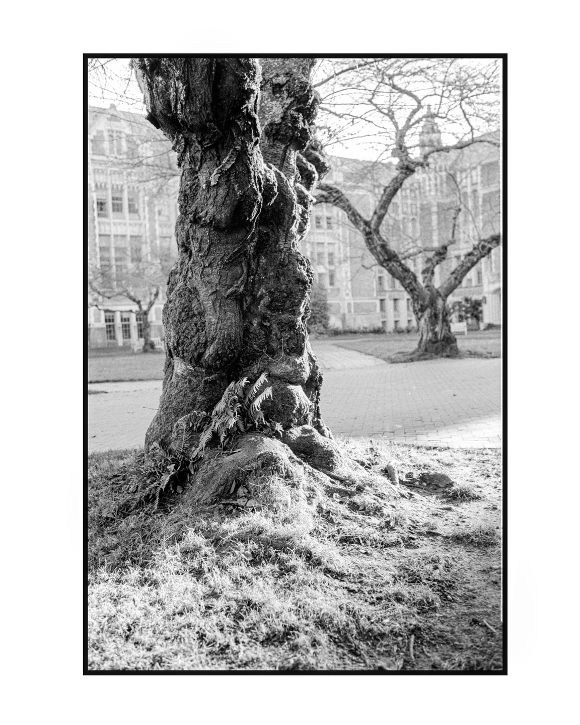A large tree trunk with exposed roots and ferns growing on it stands in a grassy area with a building in the background.