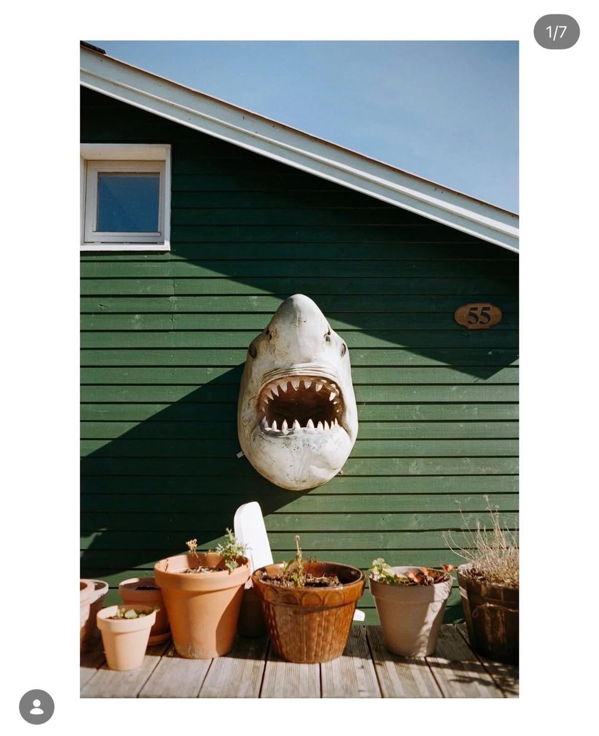 A shark head decoration is mounted on a green wooden house with potted plants on a wooden deck below.