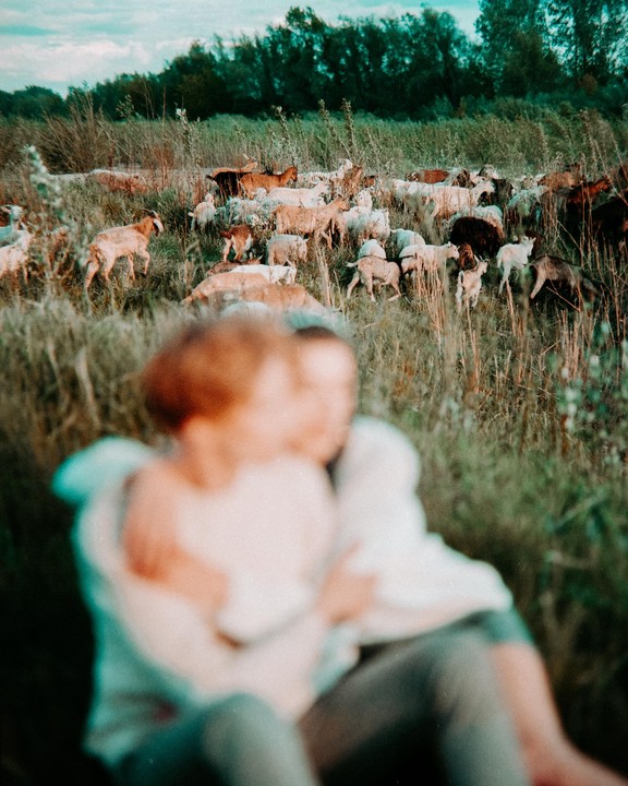 A blurred couple embraces in the foreground while a herd of goats grazes in a field of tall grass in the background.