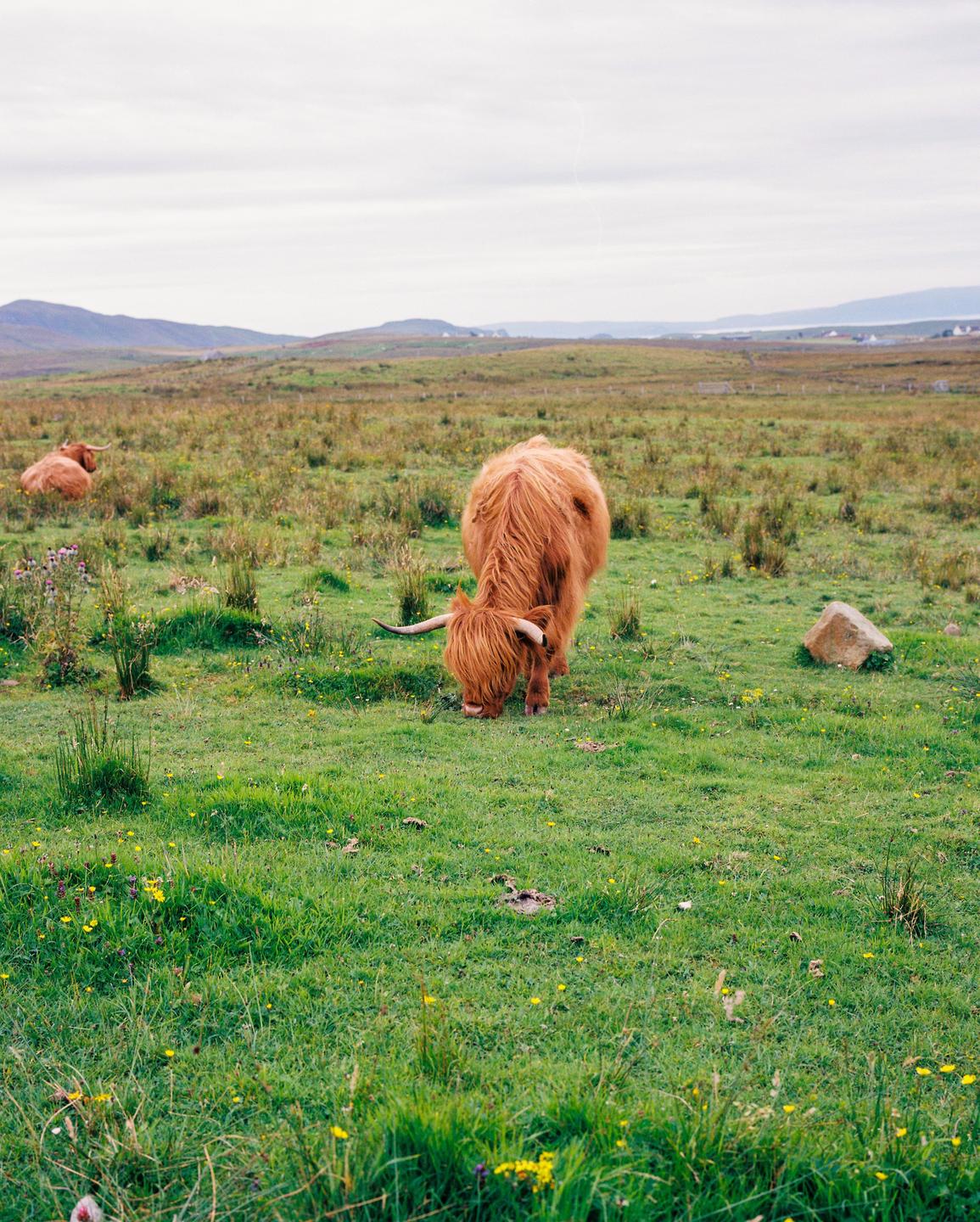 A highland cow grazes in a field with another cow in the distance under a cloudy sky.