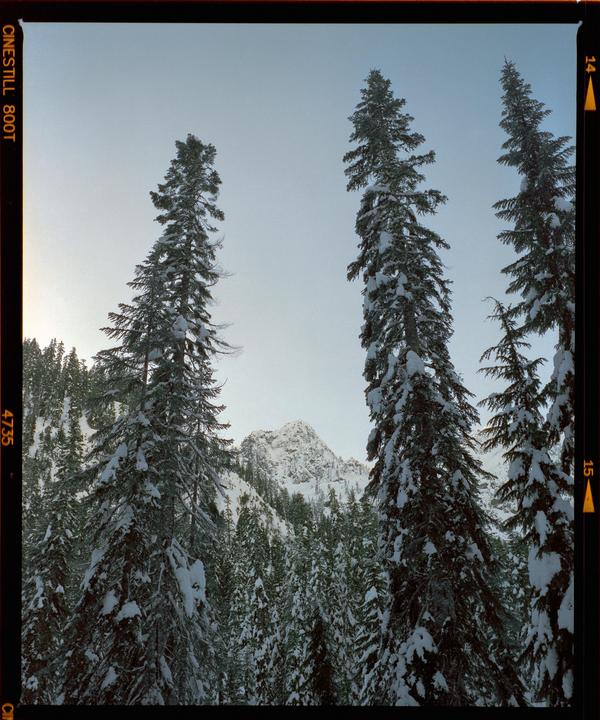 Tall snow-covered evergreen trees stand in a forest with a snow-capped mountain peak in the distance under a clear sky.