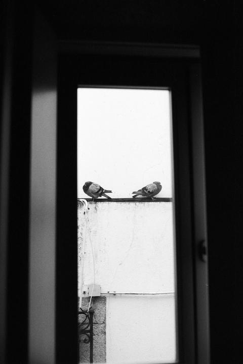 Two pigeons are perched on a ledge outside a window, framed by the dark interior of a room.
