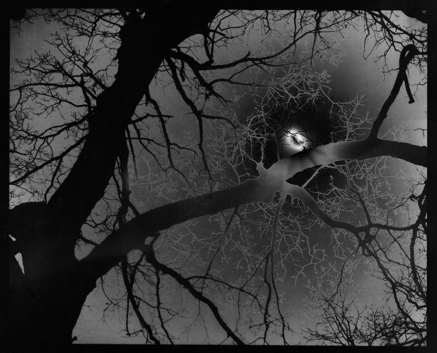 A large tree trunk and branches are silhouetted against a dark sky with a bright moon.
