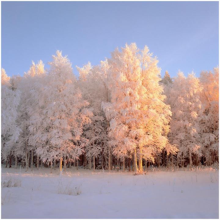 A snow-covered forest is illuminated by golden light under a clear blue sky.