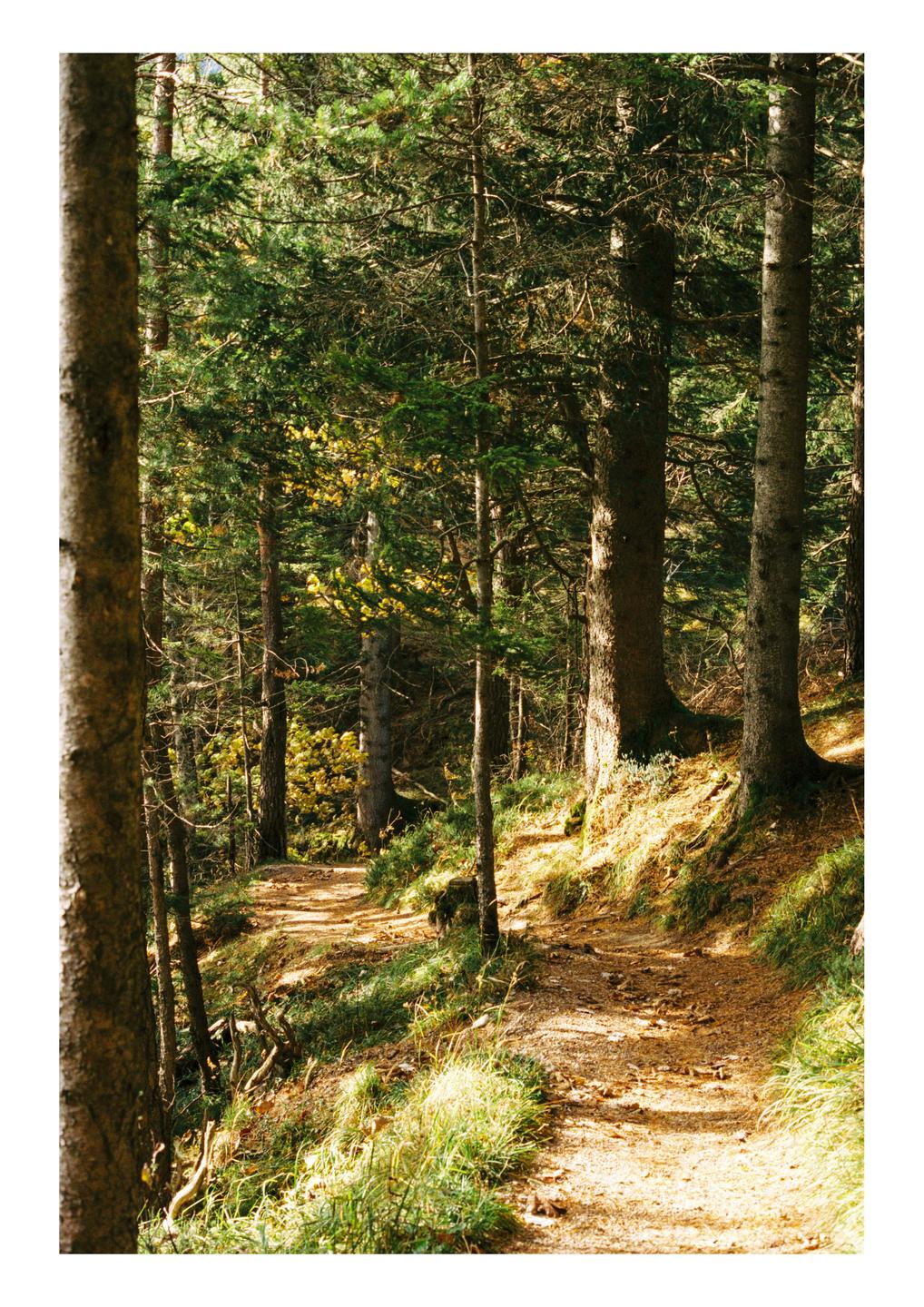 A narrow dirt path winds through a sunlit forest with tall trees and green undergrowth.