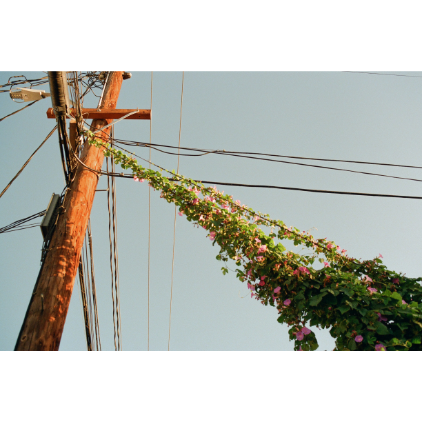 A flowering vine grows along a utility wire connected to a wooden utility pole.