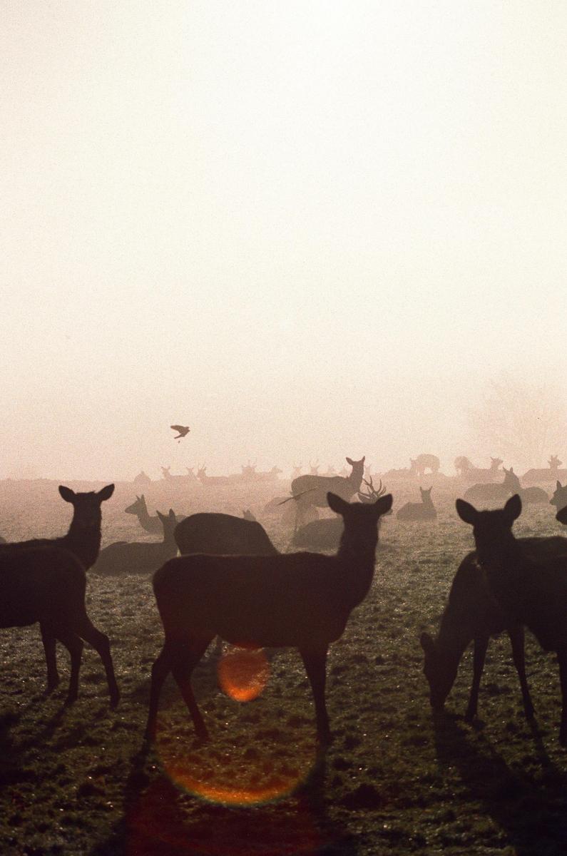 A herd of deer is silhouetted against a hazy, bright sky with a bird flying in the distance.