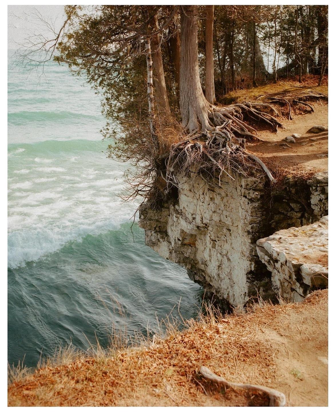 Trees with exposed roots grow on a cliff overlooking a body of water with waves.