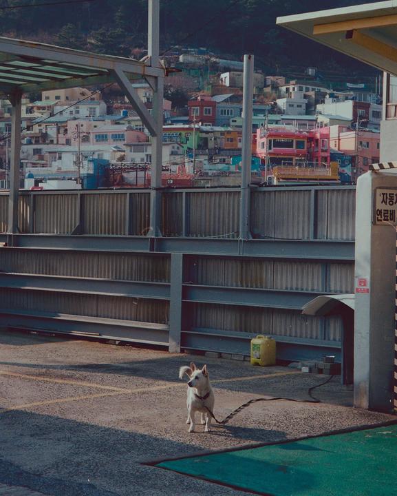 A white dog on a leash stands on a paved area with colorful buildings on a hillside in the background.