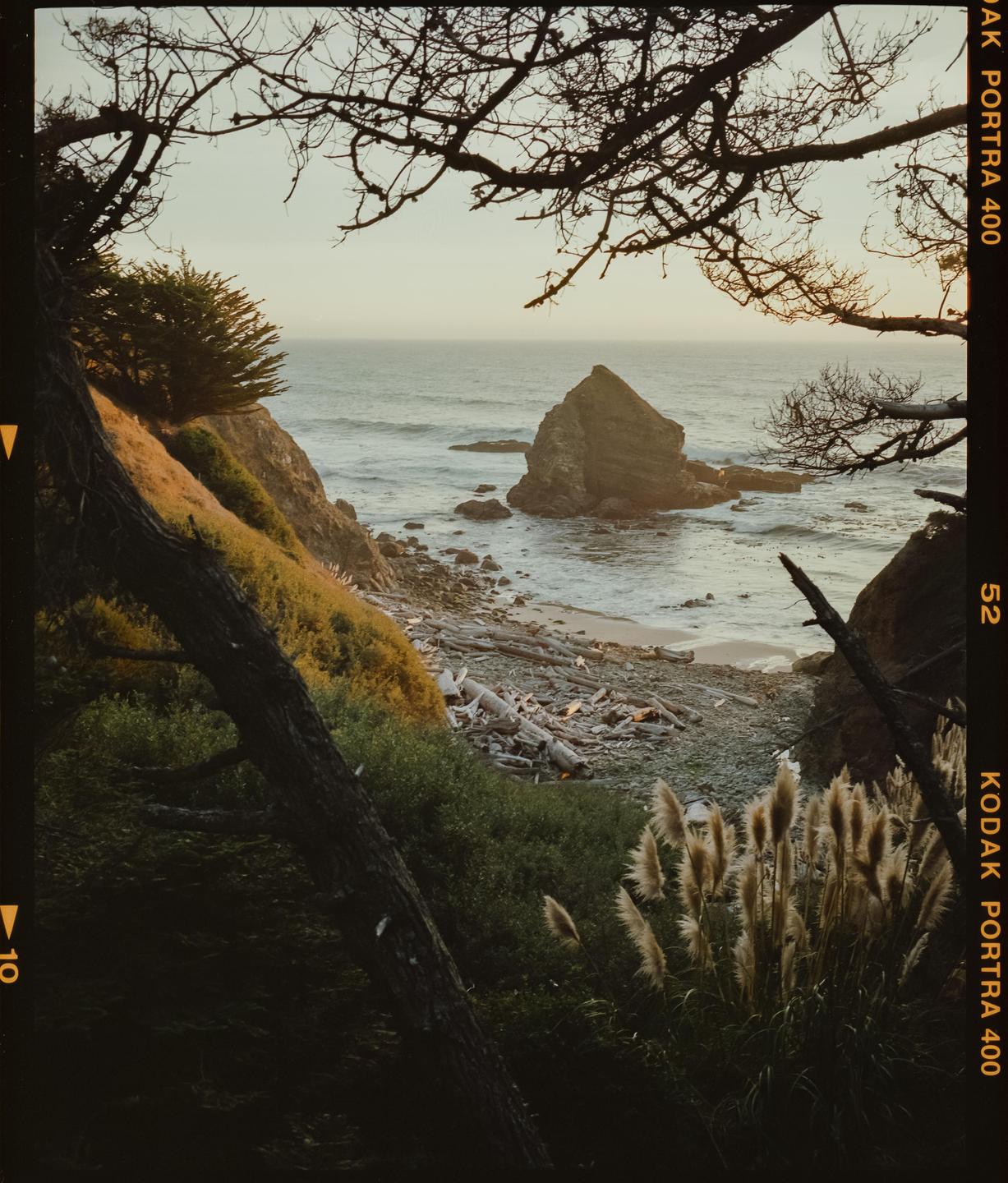 A rocky coastline with a large sea stack is framed by tree branches and pampas grass.