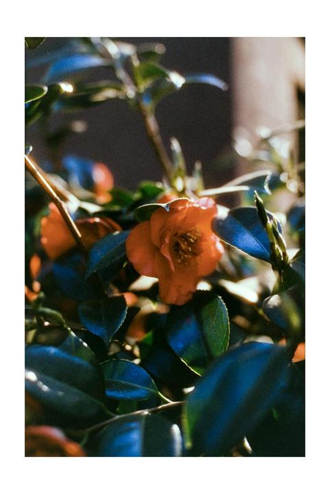 A red camellia flower is surrounded by dark green leaves.