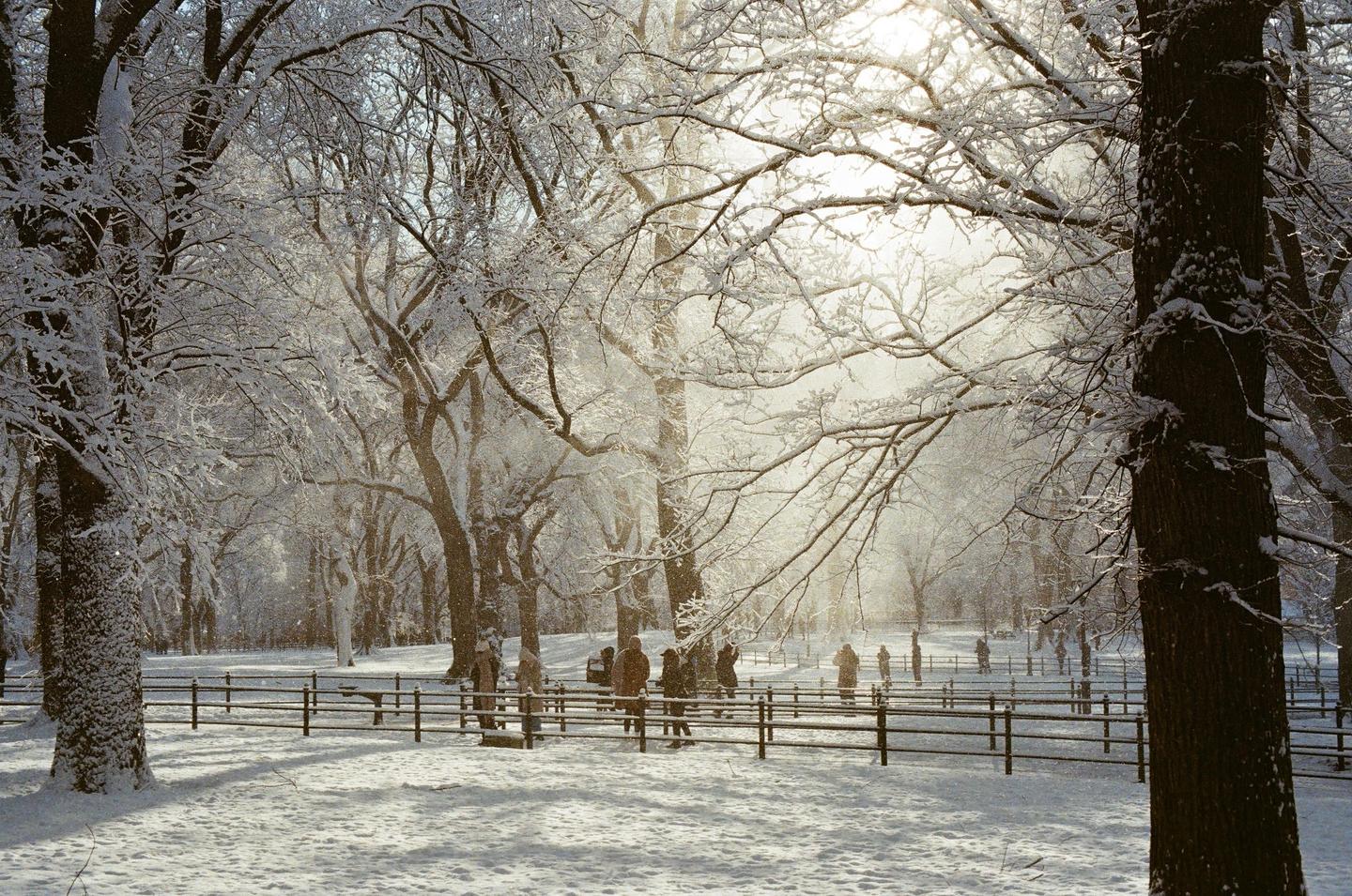 A snowy park with many trees and people standing behind a fence.