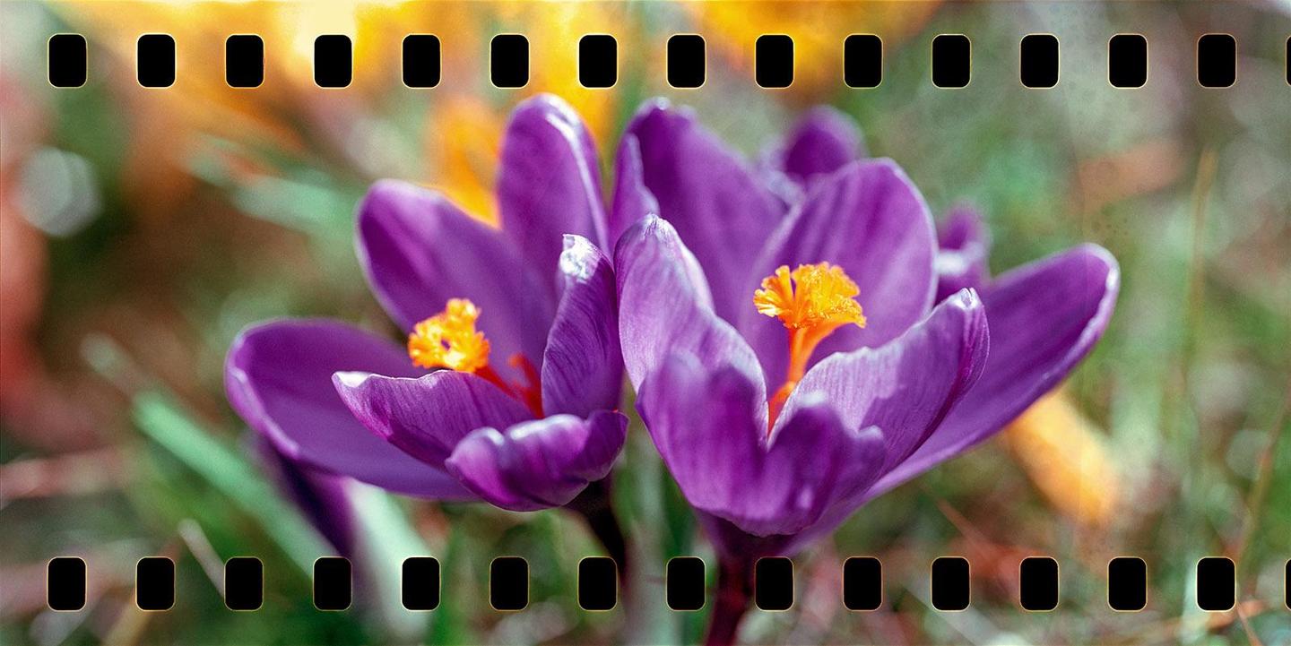 Two purple crocus flowers with orange stamens are shown in a close-up view.