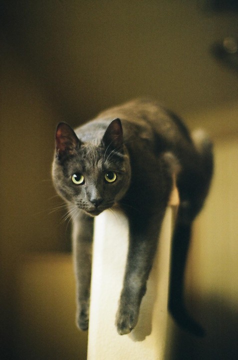 A gray cat with bright green eyes is perched on a light-colored surface, looking directly at the viewer.