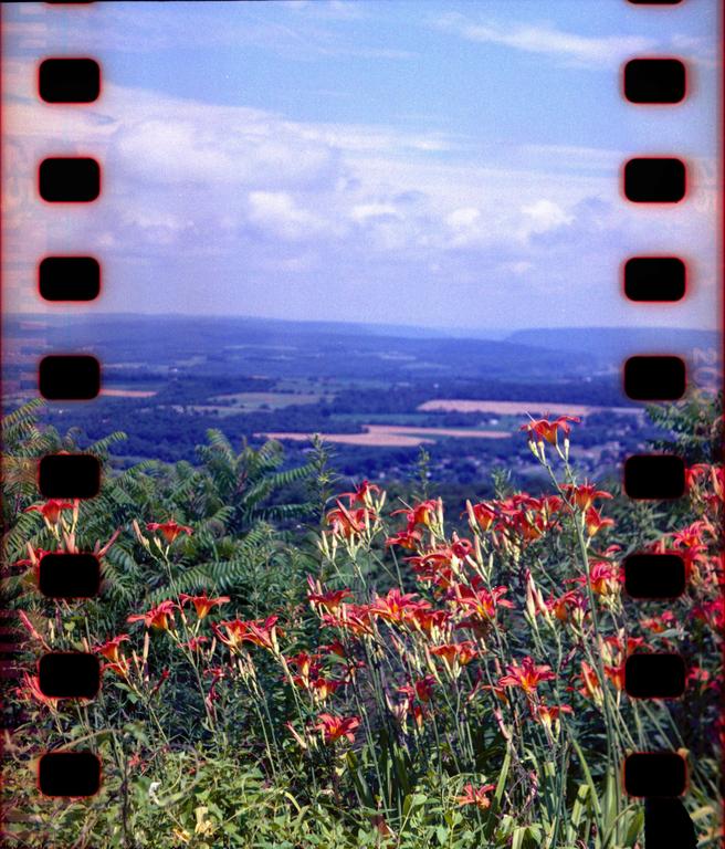 Orange lilies grow on a hill overlooking a valley with fields and trees under a blue sky with clouds.