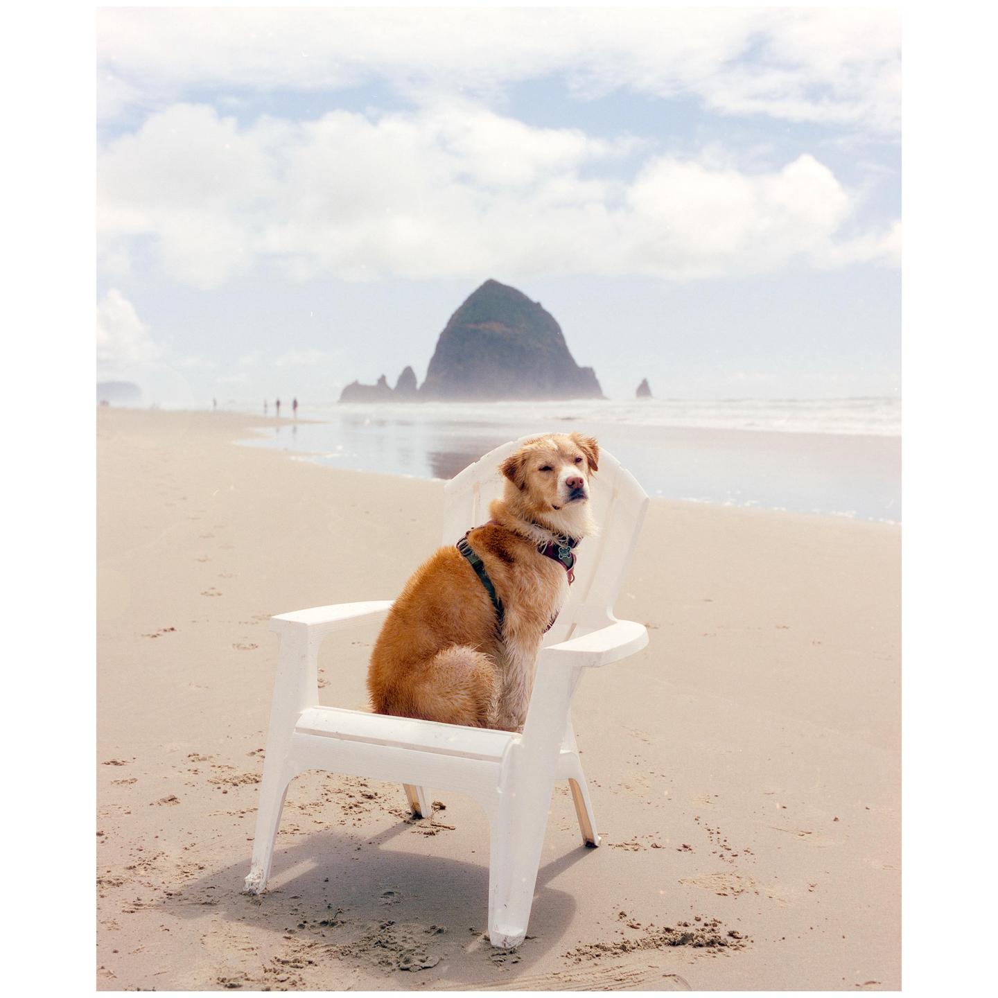 A dog sits in a white chair on a sandy beach with a large rock formation in the background.