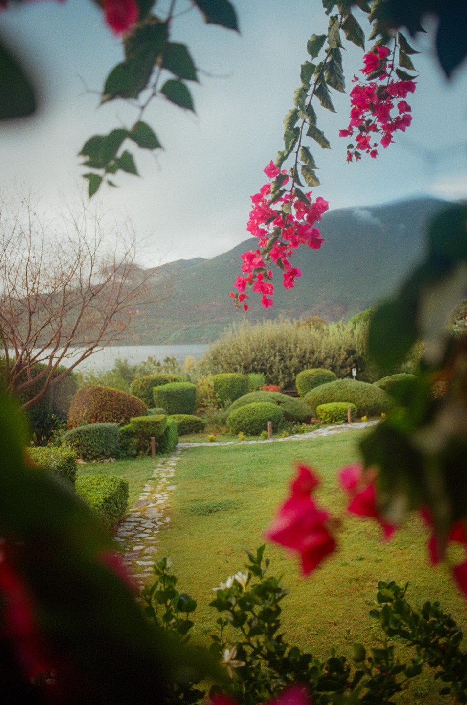 Pink bougainvillea hangs over a garden path leading to a body of water with mountains in the background.