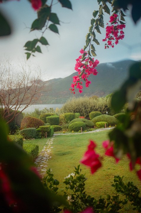 Pink bougainvillea hangs over a garden path leading to a body of water with mountains in the background.