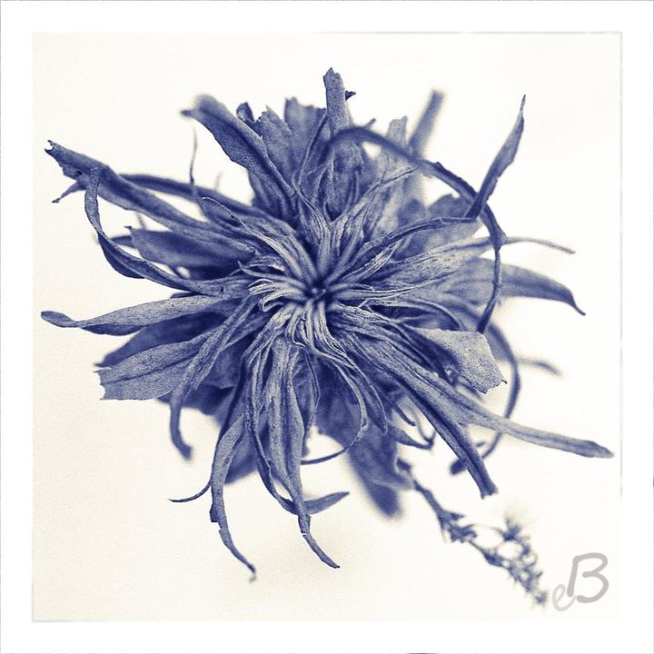 A dried blue flower with many thin petals is centered against a white background.